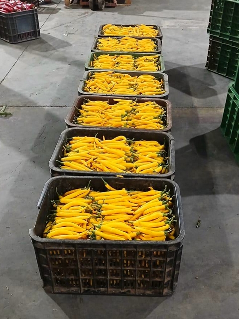 Chili - Jaune - caisse