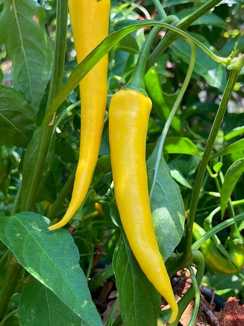 Chili - Jaune