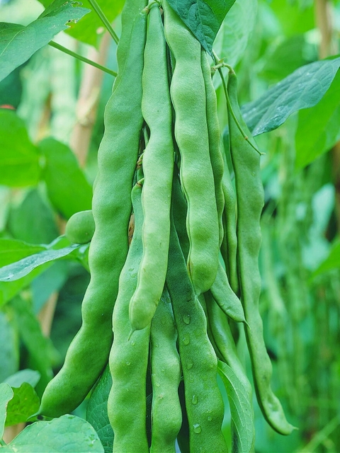 Haricot vert Plat - Helda - a