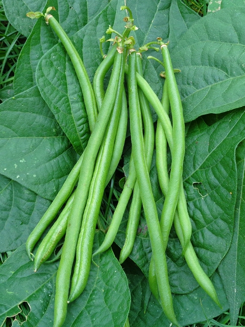 Haricot vert